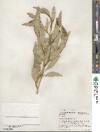 Populus angustifolia image