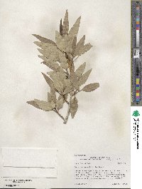 Populus angustifolia image