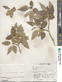 Populus angustifolia image