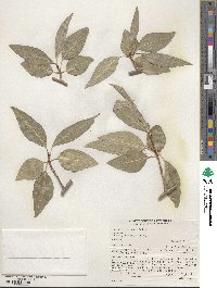 Populus angustifolia image