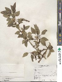 Populus angustifolia image