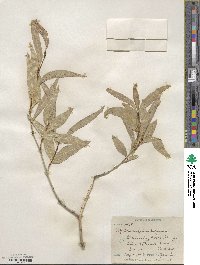 Populus angustifolia image