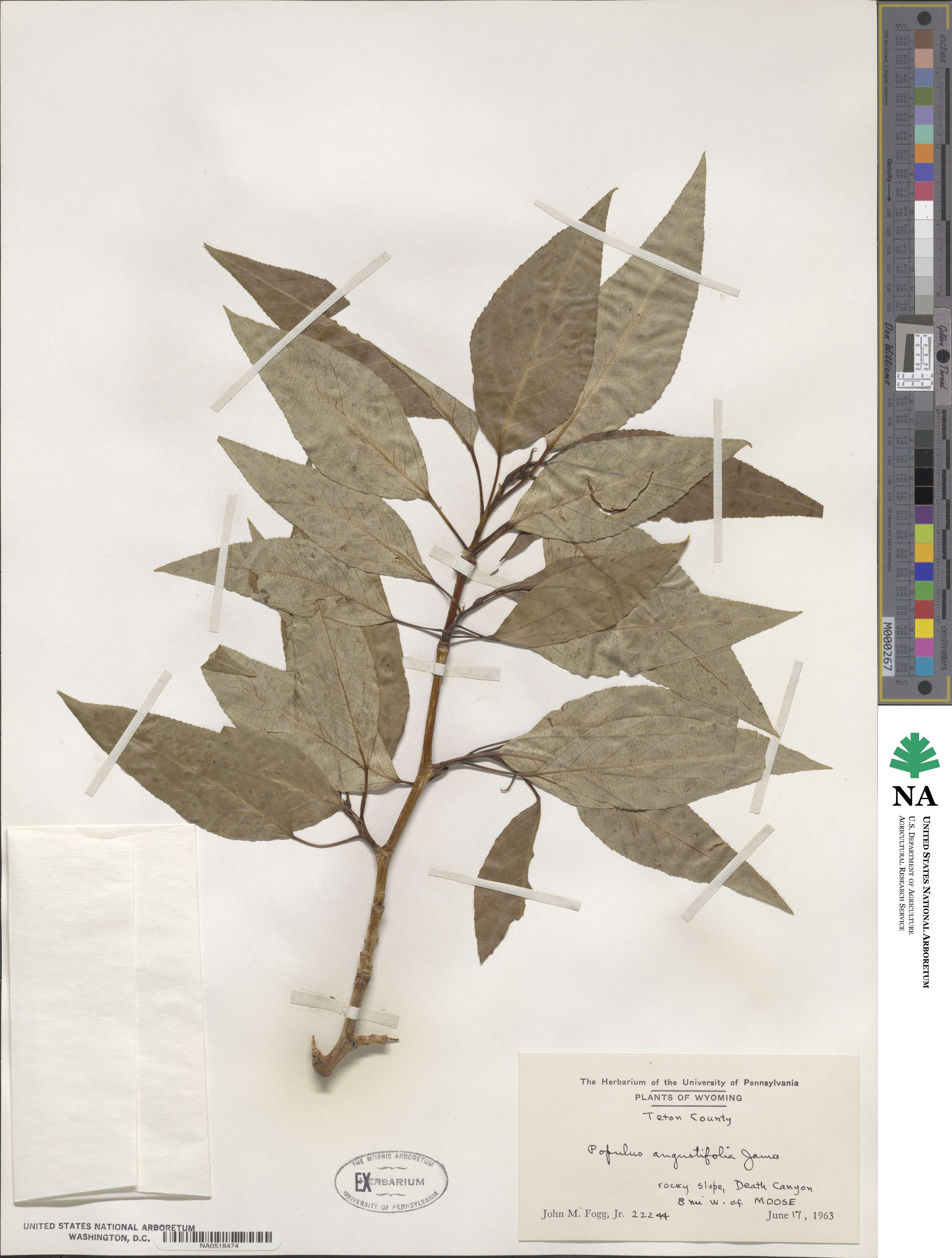 Populus angustifolia image