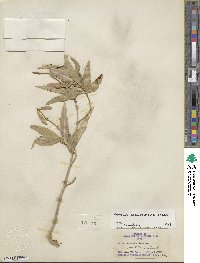 Populus angustifolia image