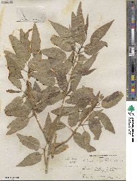 Populus angustifolia image