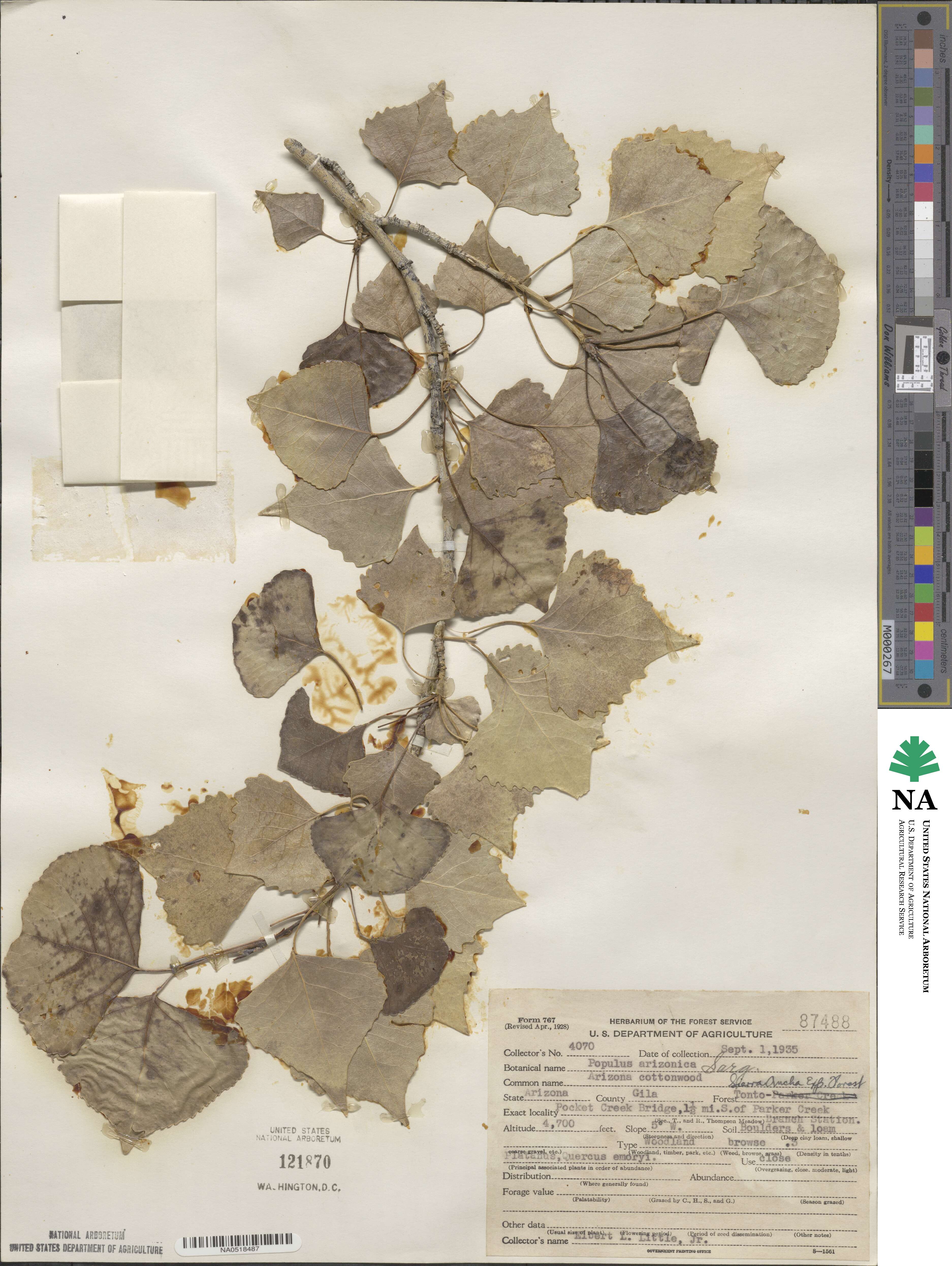 Populus fremontii image