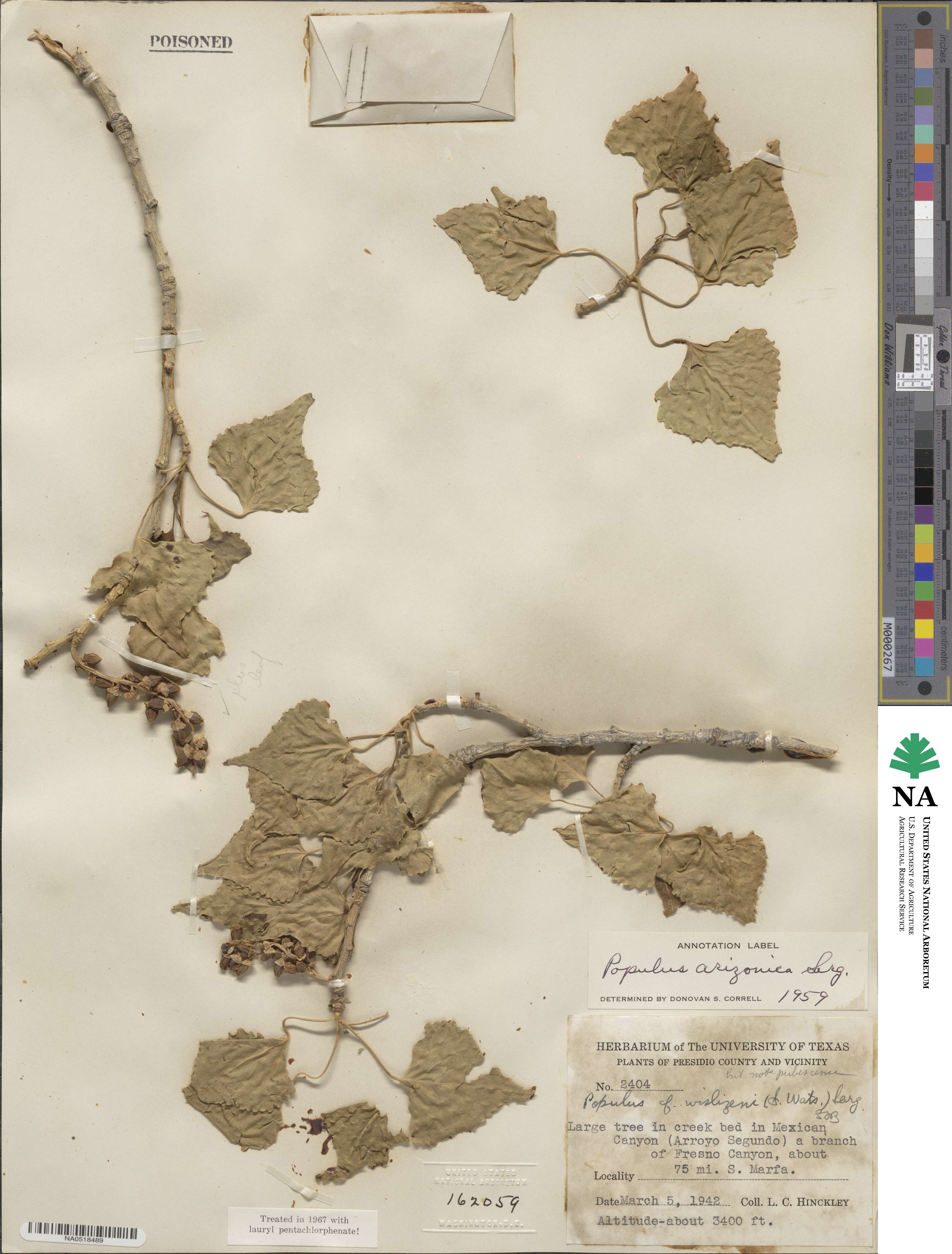 Populus fremontii subsp. fremontii image