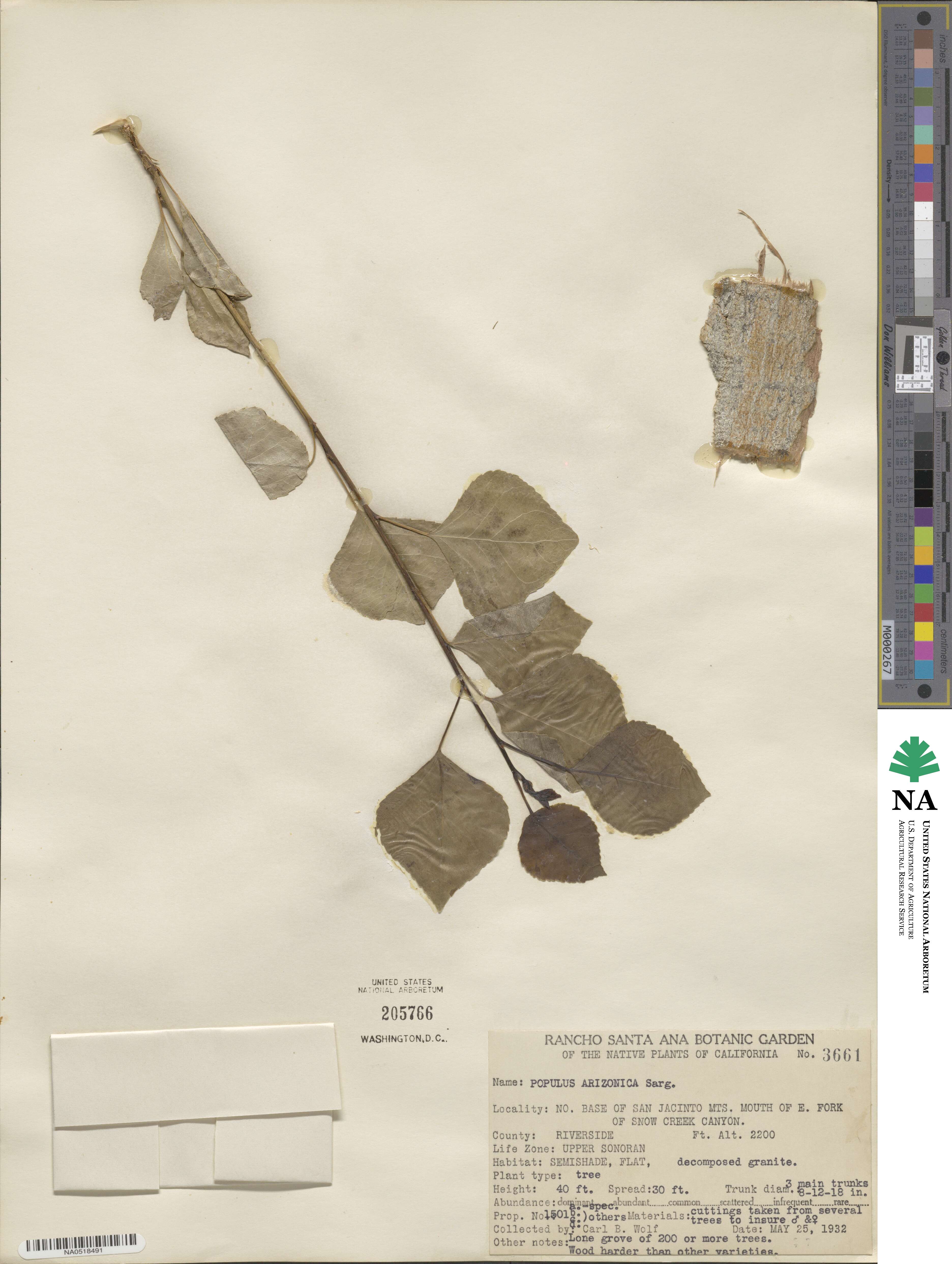 Populus fremontii image