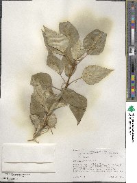 Populus balsamifera image