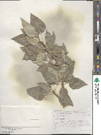 Populus balsamifera image