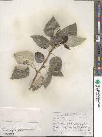 Populus balsamifera image