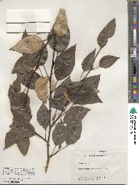 Populus balsamifera image