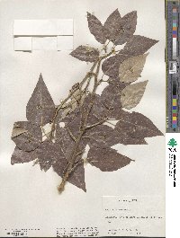 Populus balsamifera image