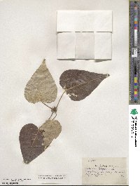 Populus balsamifera image