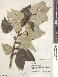 Populus balsamifera image