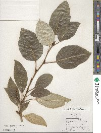 Populus balsamifera image