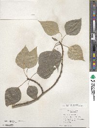 Populus balsamifera image