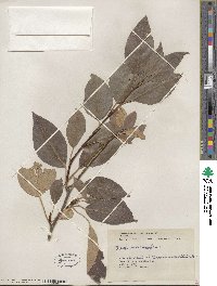 Populus balsamifera image