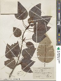 Populus balsamifera image