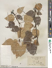 Populus balsamifera image