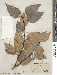 Populus balsamifera image