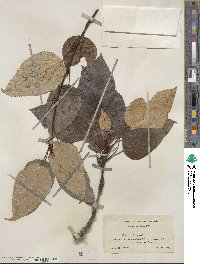 Populus balsamifera image