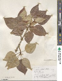 Populus balsamifera image