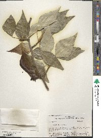 Populus balsamifera image