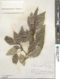 Populus balsamifera image