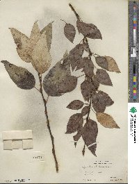 Populus balsamifera image