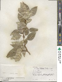 Populus balsamifera image