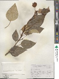 Populus balsamifera image