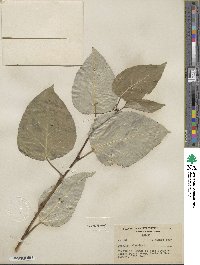 Populus balsamifera image