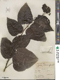 Populus balsamifera image