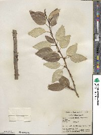 Populus balsamifera image