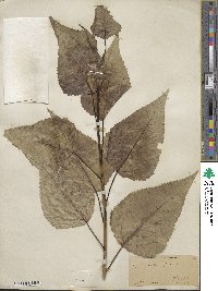 Populus balsamifera image