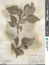 Populus balsamifera image