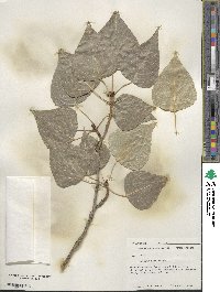 Populus balsamifera image