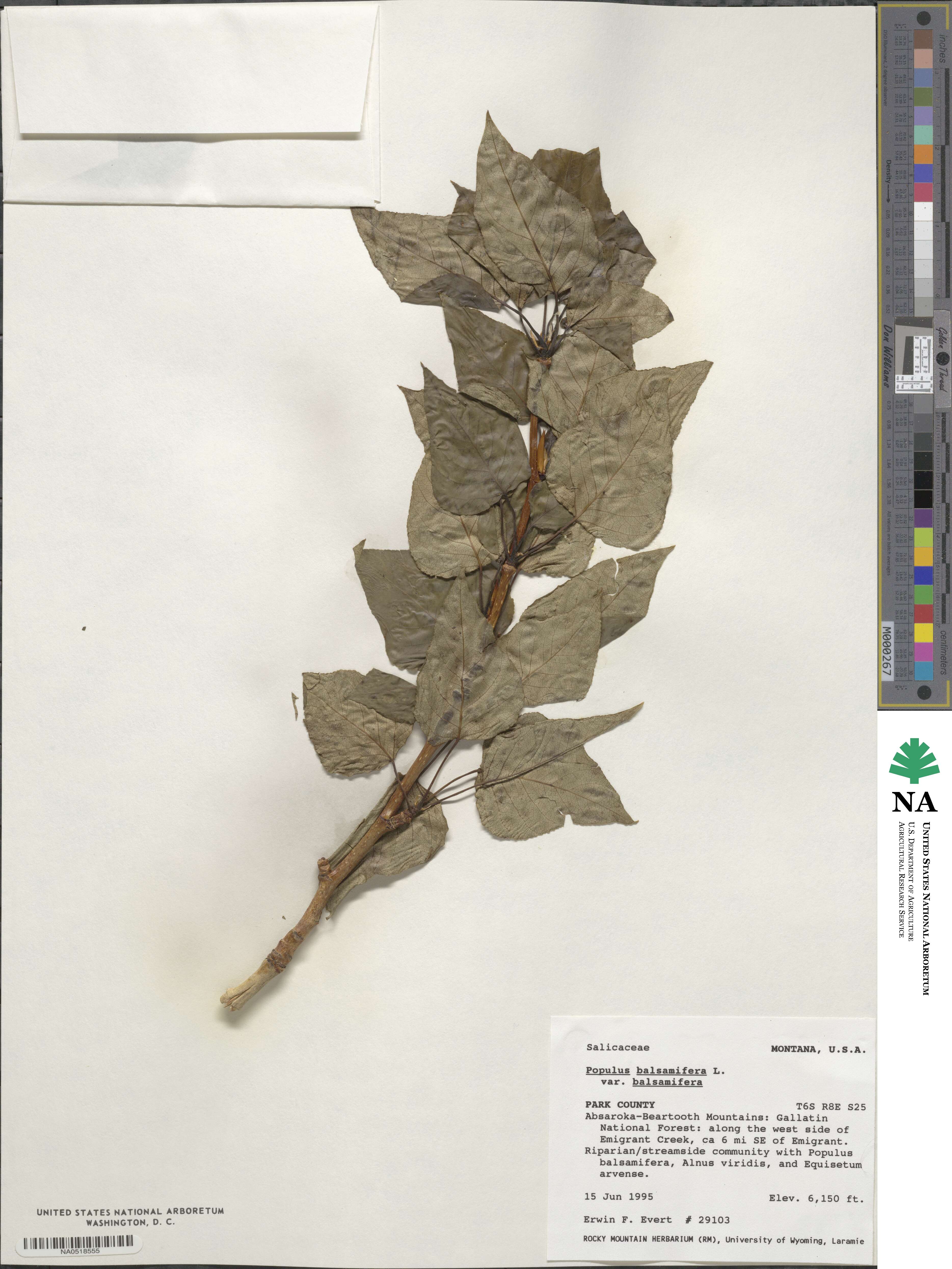 Populus balsamifera image