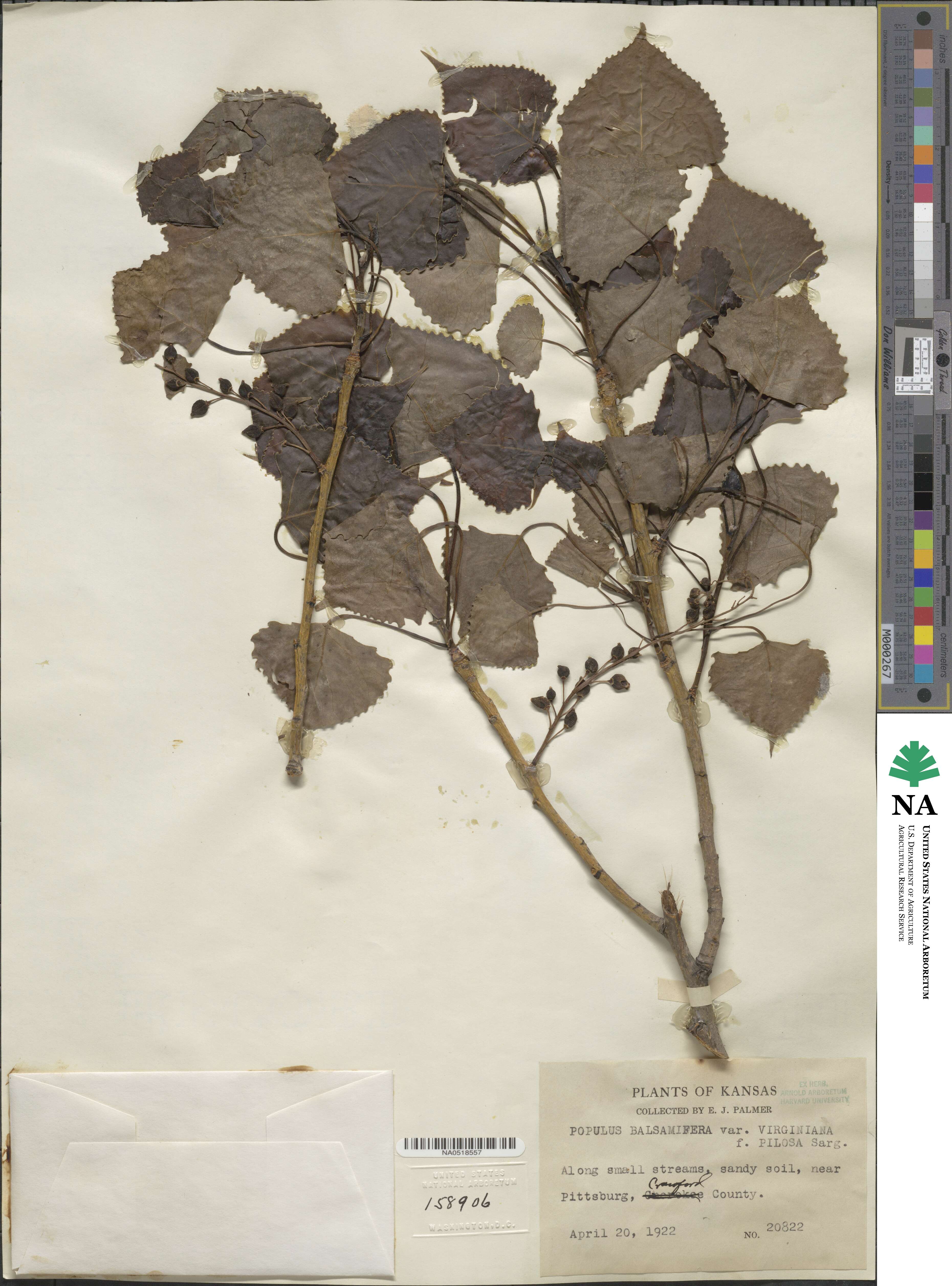 Populus deltoides subsp. deltoides image