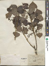 Populus deltoides image