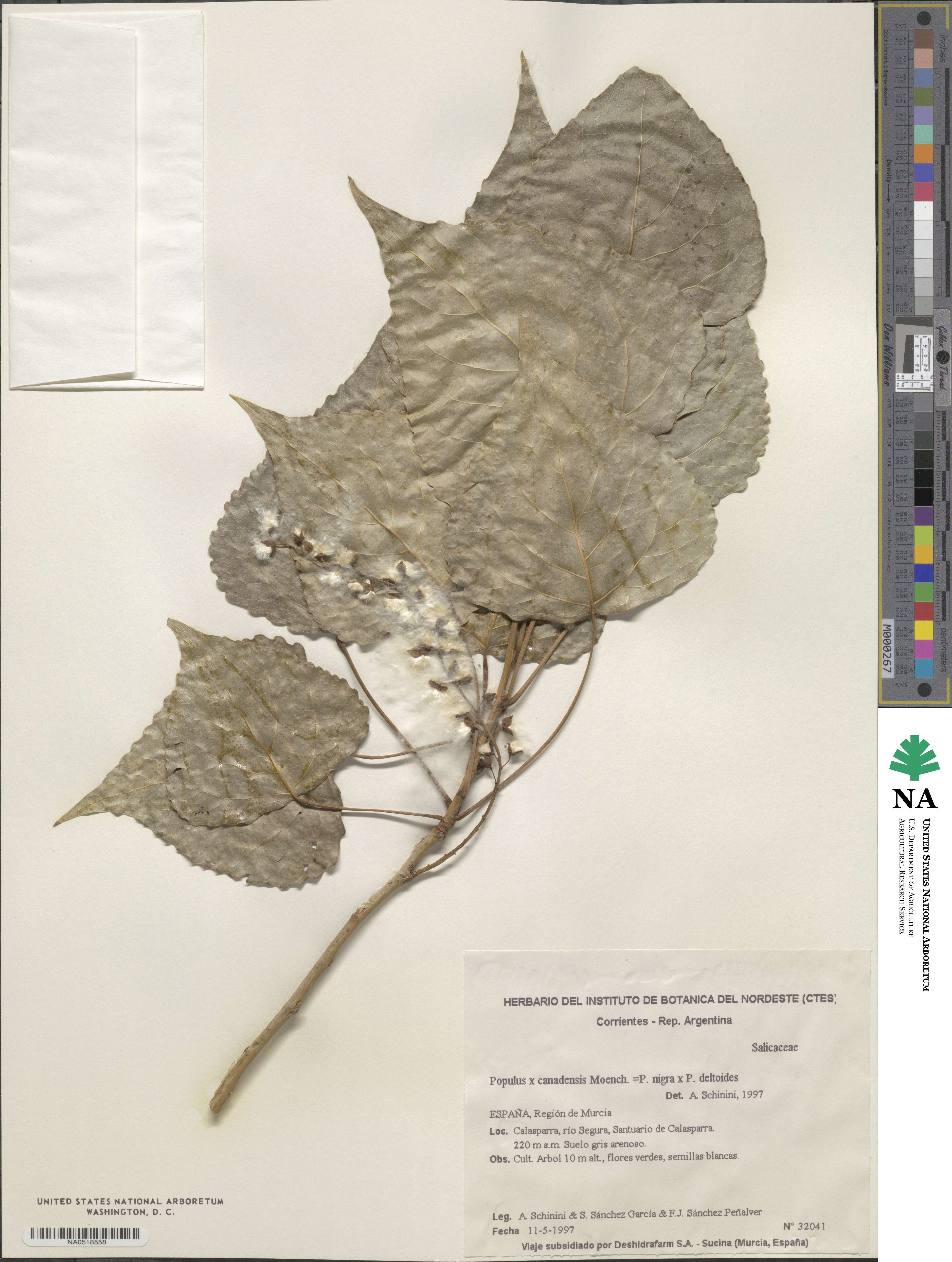 Populus canadensis image