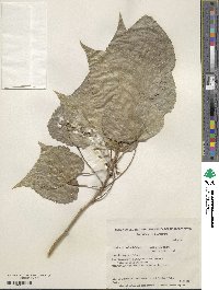 Populus canadensis image