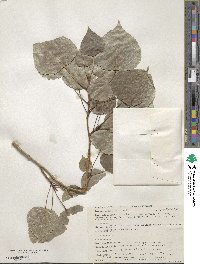 Populus candicans image