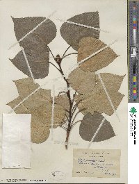 Populus candicans image