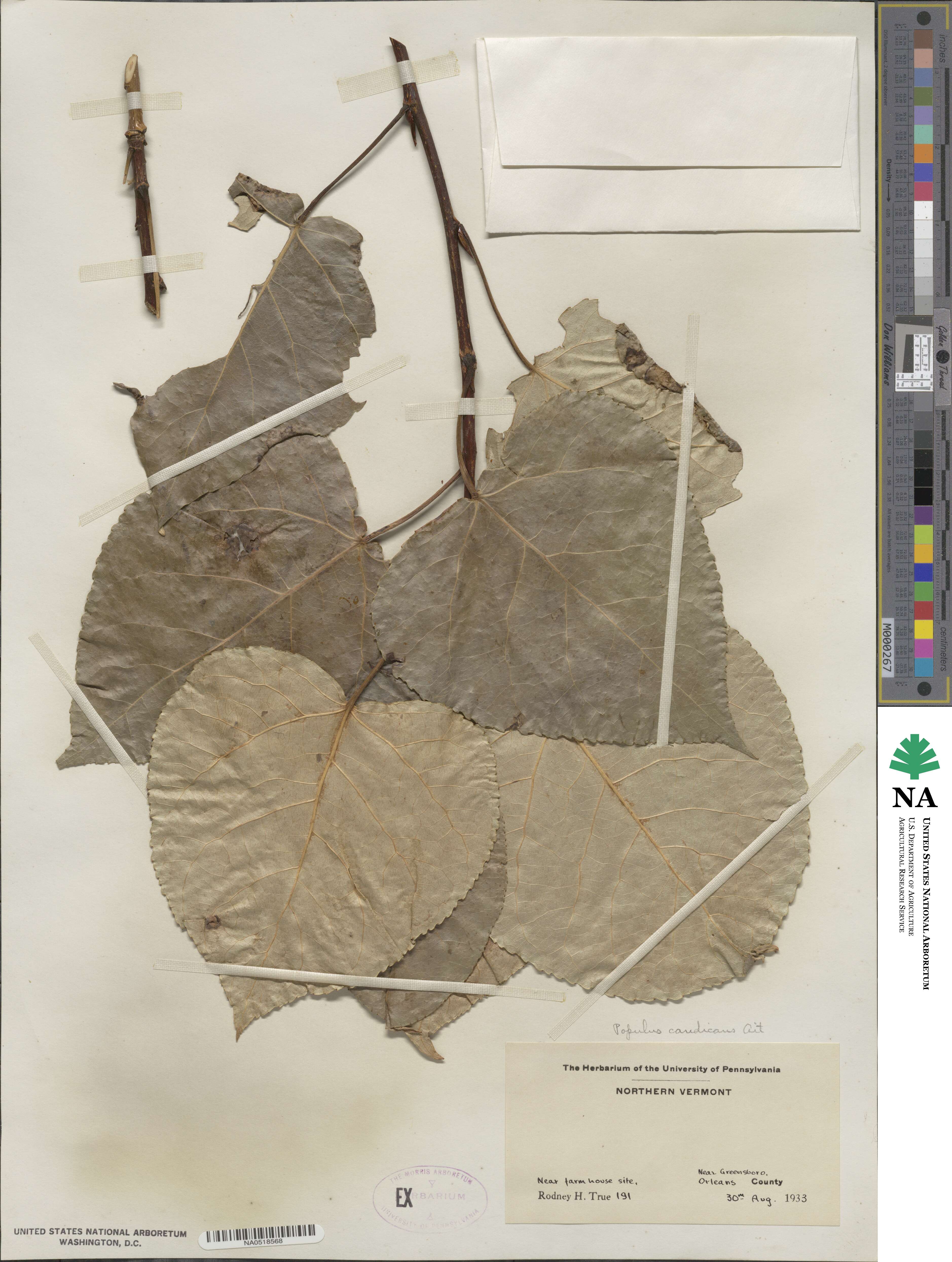 Populus candicans image