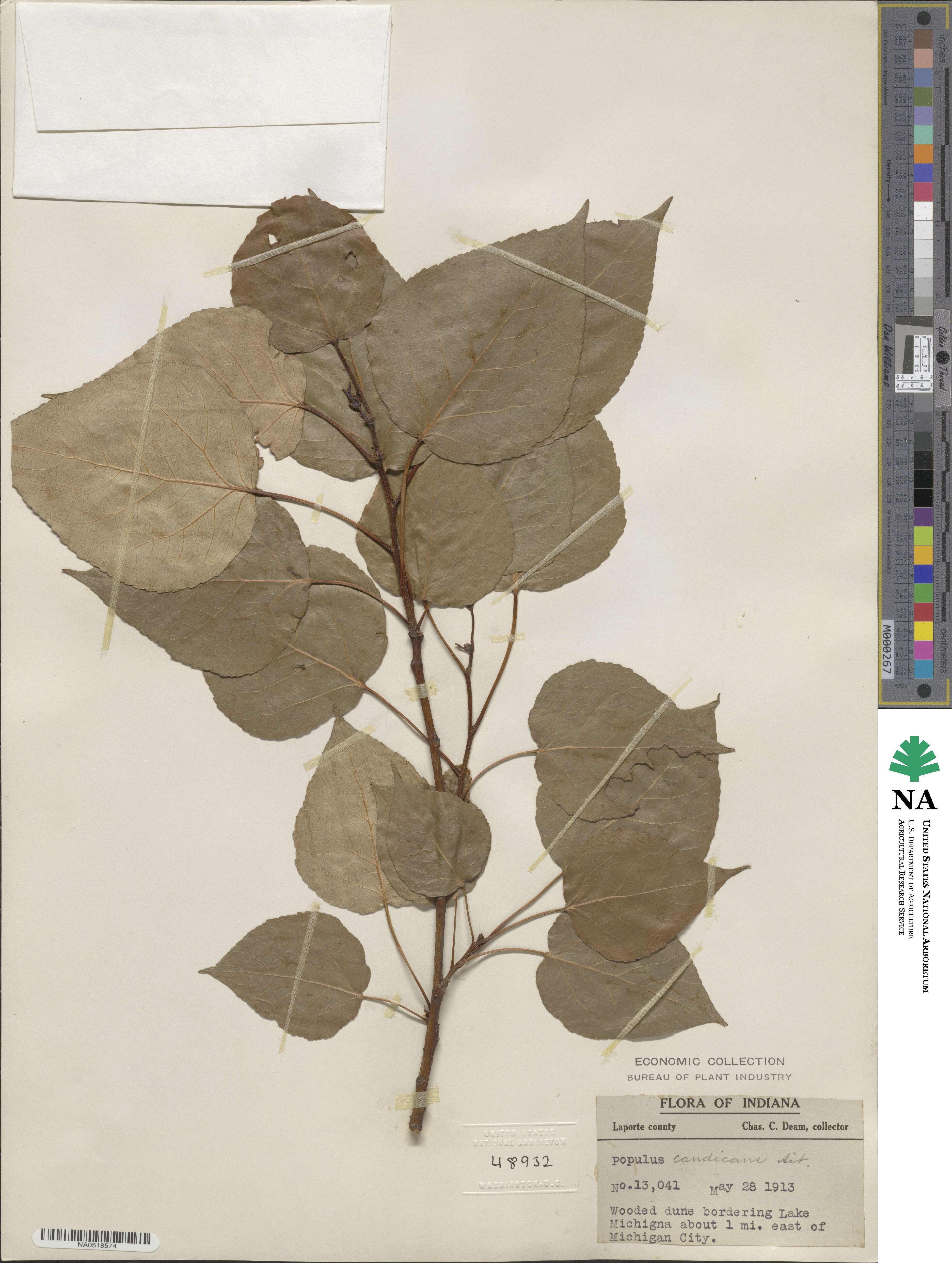 Populus candicans image