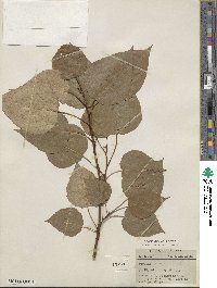 Populus candicans image