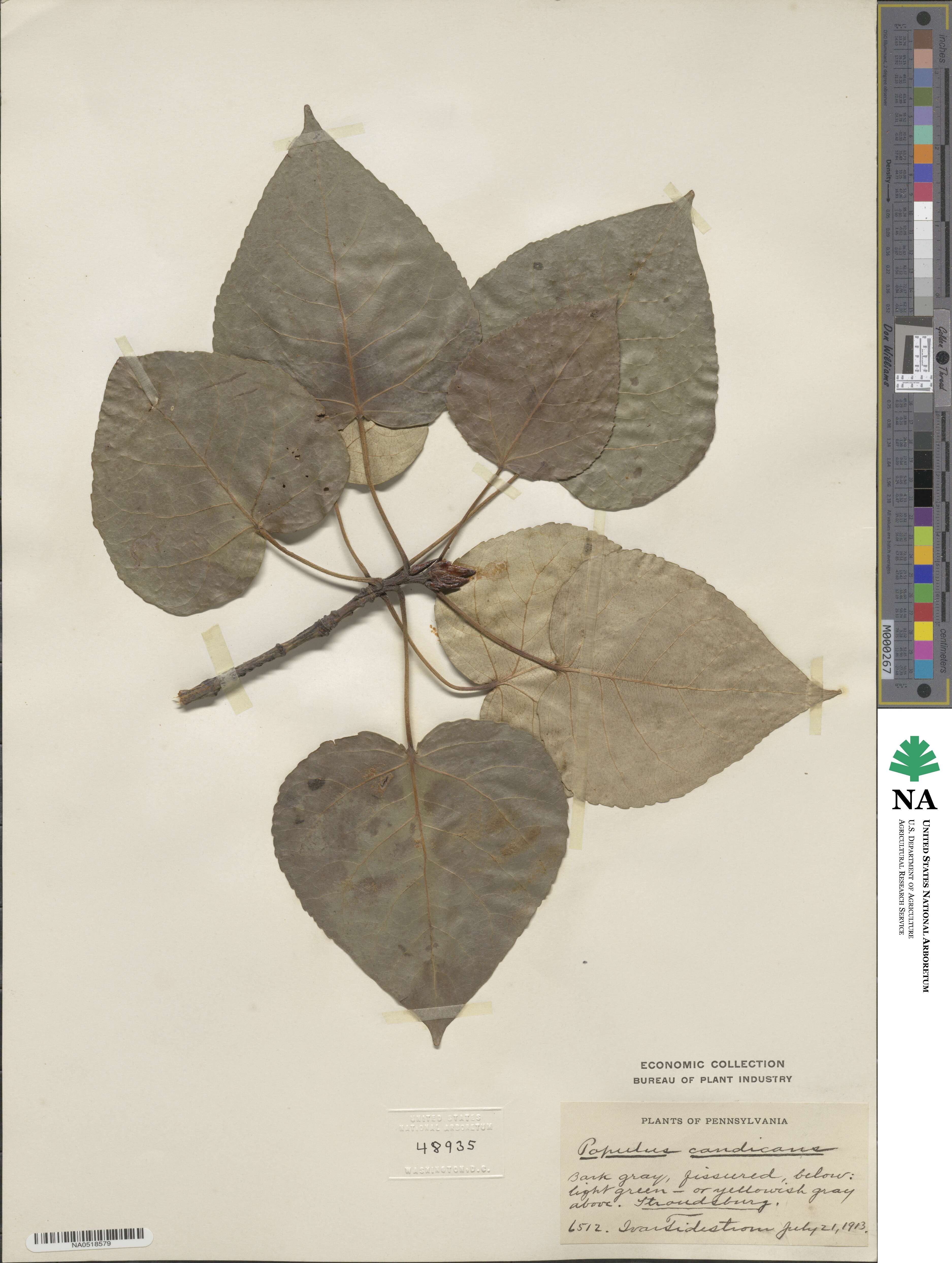 Populus candicans image