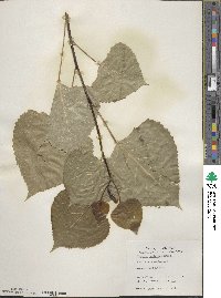 Populus deltoides image